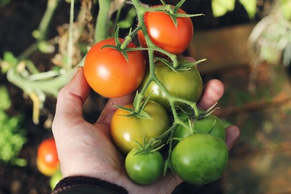 ¿Por qué se arrugan las hojas de las tomateras?