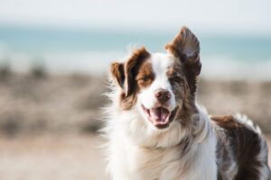 ¿Cuáles son los mejores piensos naturales para perros?